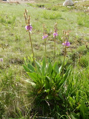 Primula subalpina