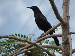 Quiscalus lugubris