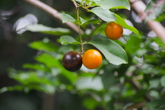 Strychnos angustiflora