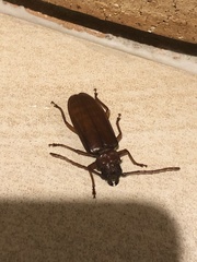 Cacodacnus planicollis