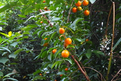 Strychnos angustiflora