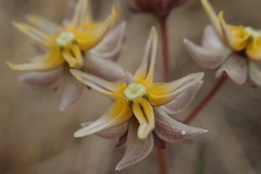 Asclepias aurea