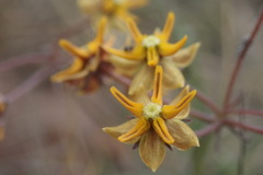 Asclepias aurea