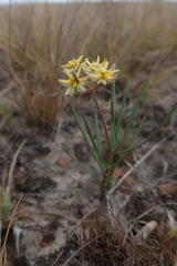 Asclepias aurea