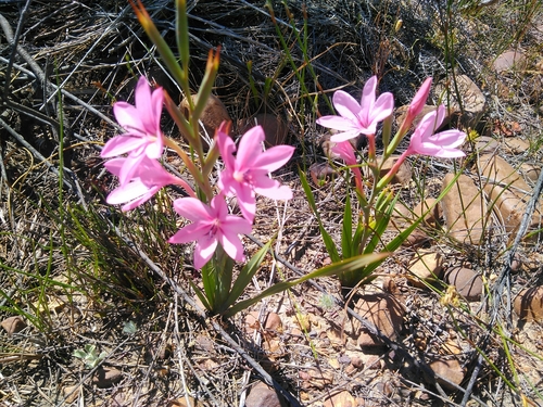 Image of Watsonia dubia by (c) bullwooding, some rights reserved (CC BY)