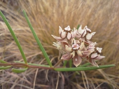 Asclepias cucullata cucullata