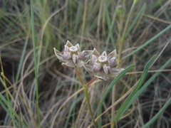 Asclepias cucullata cucullata