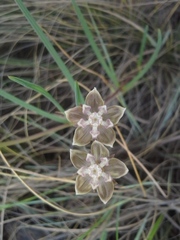 Asclepias cucullata cucullata
