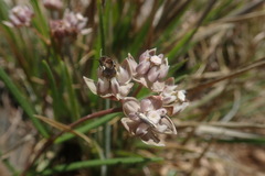 Asclepias cucullata
