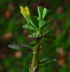 Trifolium micranthum