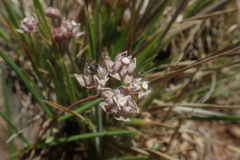 Asclepias cucullata