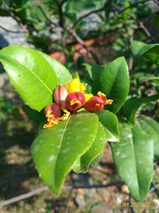 Ochna serrulata