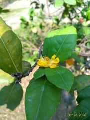 Ochna serrulata