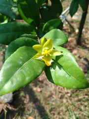 Ochna serrulata