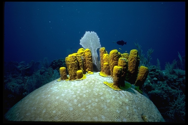 Yellow Tube Sponge (Aplysina fistularis) Dimensions & Drawings