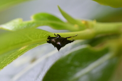 Scolopterus penicillatus