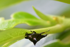 Scolopterus penicillatus