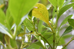 Scolopterus penicillatus