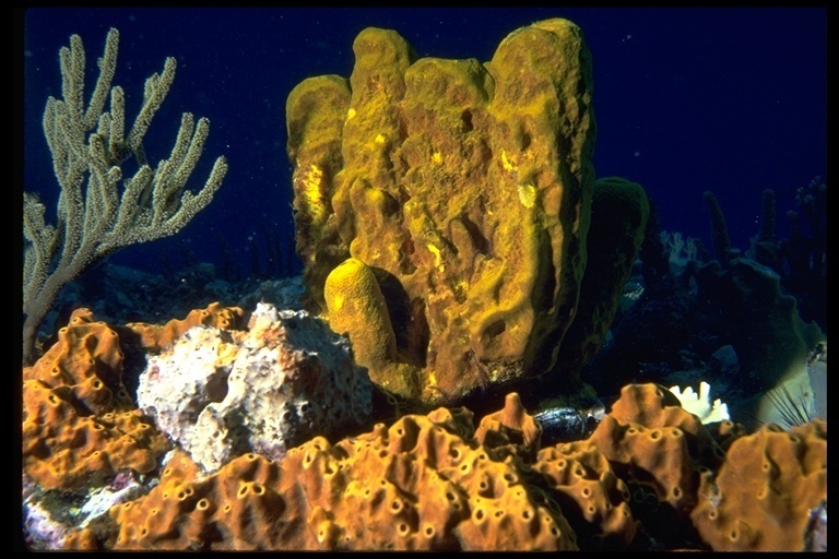 Yellow Sea Sponges