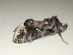 Plusiopalpa adrasta