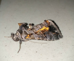 Plusiopalpa adrasta