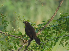Quiscalus lugubris