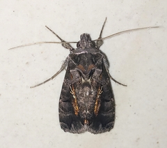 Plusiopalpa adrasta