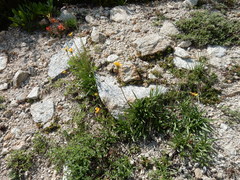 Raillardella scaposa