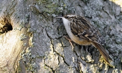 Certhia brachydactyla