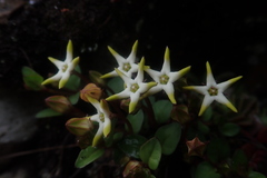 Brachystelma stellatum