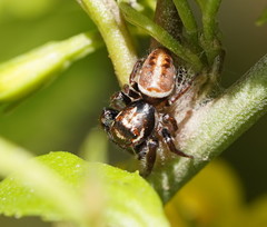 Opisthoncus serratofasciatus