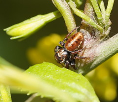 Opisthoncus serratofasciatus