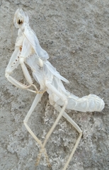 Rhombomantis tectiformis