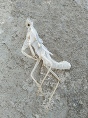 Rhombomantis tectiformis