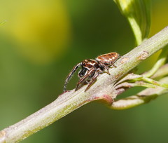 Opisthoncus serratofasciatus