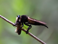 Promachus painteri