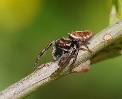 Opisthoncus serratofasciatus