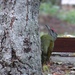 Picus canus tancolo - Photo (c) buggi, some rights reserved (CC BY-NC)