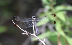 Libellula vibrans