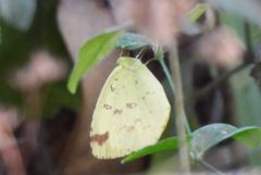 Eurema hecabe hecabe