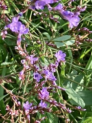 Limonium narbonense