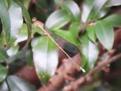 Pseudagrion pilidorsum