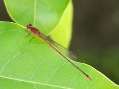 Pseudagrion pilidorsum