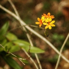 Epidendrum fulgens