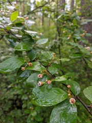 Cotoneaster melanocarpus