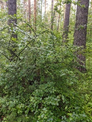 Cotoneaster melanocarpus