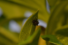 Scolopterus penicillatus