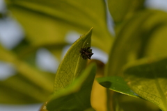 Scolopterus penicillatus