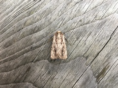 Dichagyris signifera