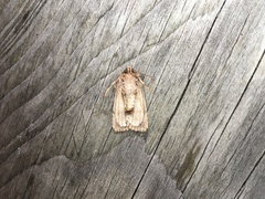 Dichagyris signifera
